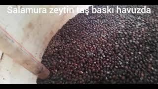 Salamura zeytin taş baskı havuzunda Gemlik Muratoba Köyü