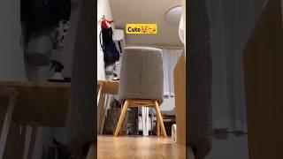 wow, in a nice house there is a cat approaching the camera #shorts