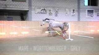 Acomet Littermate - Team Simnis AG