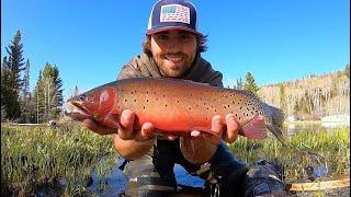 CATCH & COOK!! MOUNTAIN Fishing Adventure for BIG Cutthroat Trout!!