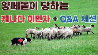 양떼몰이 당하고 있는 캐나다 이민자들 + Q&A 세션