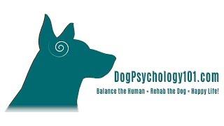 What is Dog Psychology 101?