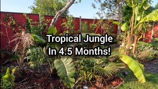 Compare Freya's Tropical Garden 4.5 months ago to now and see just how fast a jungle garden grows!