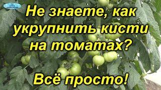 Именно эта подкормка даёт урожай крупных томатов!