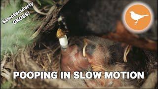 SLOW MOTION of Baby Birds Pooping and Parents Eating it [GROSS]