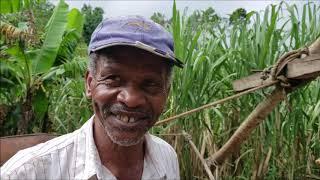 DISCOVERED! 18th Century SUGAR Production ALIVE In Rural Jamaica  | Sugar Cane Farming In Jamaica