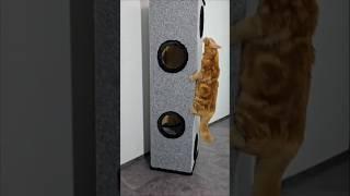 Тест когтеточки! DIY. Своими руками!  #Кошки #ДомашниеЖивотные #своимируками #DIY