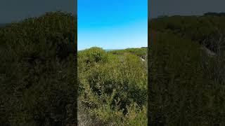 View of the beach from the dune