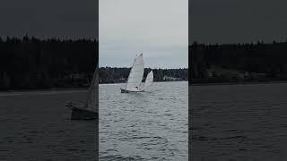 Iain Oughtred Haiku sharpie sailing closehauled