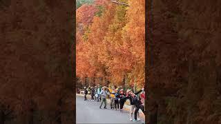 #부산의아름다운길 #갈멧길 #메타세콰이어 #갈맷길웤정대 #트레킹가이드 #가을여행 #신중년