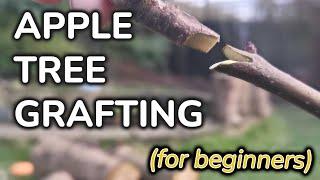 Apple Tree Grafting (for beginners | become more self sufficient)