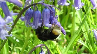 Usk Natural Burial Meadow in the Spring