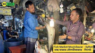 Fish Market Moulvibazar - Sylhet মাছ বাজার মৌলভীবাজার -সিলেট