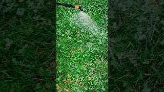 #howto liquid iron your lawns! #viral