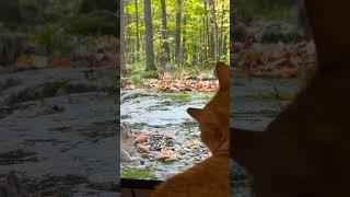 고양이 티비