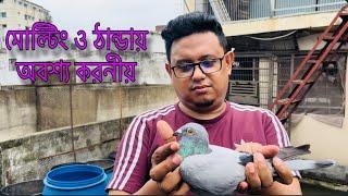 মোল্টিং ও ঠান্ডার জন্য করনীয়। অবশ্যই মানতে হবে যদি রেসে ভালো কিছু করতে চান।সুস্থ্য রাখতে জানতে হবে।