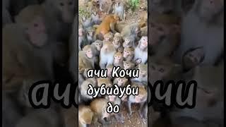 чип чипи #мем #обезьянки