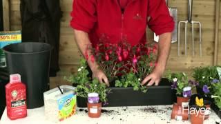 How To Plant A Summer Bedding Trough | Hayes Garden World