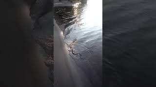 Зейка Ужик на Обском водохранилище