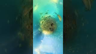 Inland Blue Hole Insta360 x3