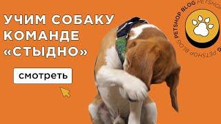 КАК НАУЧИТЬ СОБАКУ КОМАНДЕ СТЫДНО? (Закрываем морду лапой) 