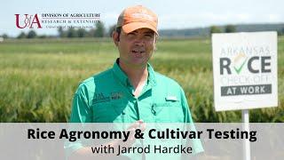 Arkansas Rice Agronomy and Cultivar Testing