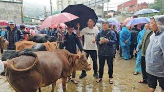 Bất ngờ em Nô làm thuê Hải Phòng đi Chợ phiên mua bò tài sản lớn nhất. Nguyễn Tất Thắng