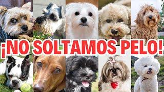 ▶ TOP 10 PERROS QUE NO SUELTAN PELO por toda la casa  Razas de perros que casi NO sueltan pelo 2024