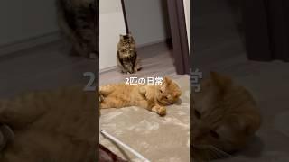 茶トラ猫とサビ猫の日常