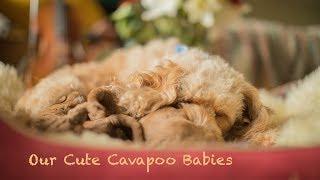 Cavoodle puppies Australia - 2 Weeks old | Raggy Dogs