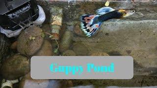 Outdoor guppy Pond