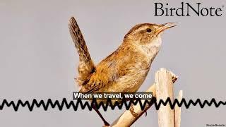 Hearing from BirdNote Listeners