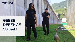 Brazilian prison uses geese to deter escapes