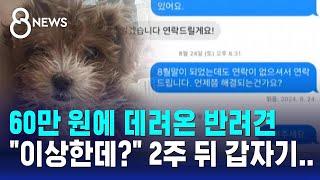 60만 원에 데려온 반려견…"이상한데?" 2주 뒤 갑자기 / SBS 8뉴스