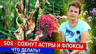 SOS - cохнут астры и флоксы - что делать?