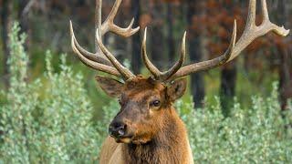 Elk Bulls During the Rutting Season