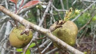 Should a Pear Tree Be Blooming in the FALL?? How is THIS Possible?