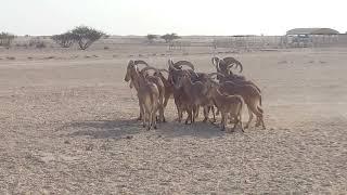 Barbary Sheep