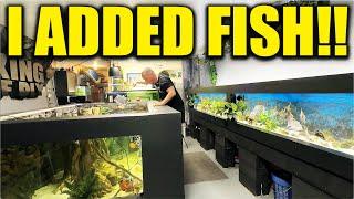 I added fish to my 2,000G aquarium! The king of DIY adds oscar cichlids