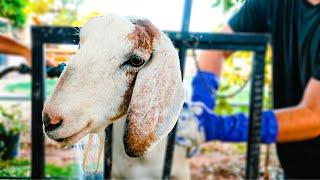 Spa Day for the GOATS!  (some love it & some hate it)