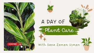 Plant Care | Grow Trees | Artificial Plants @DarazPk | Home Fertiliser | Money Plant