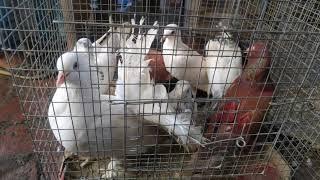 Pakhi Haat Shalik tiya paira sell new Update on pakhi haat Galiff street bird Market #Shalik #Tiya