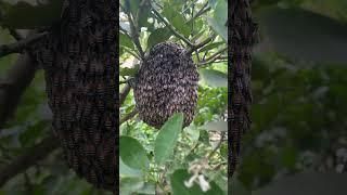 I'm pleased to see them flourishing in our garden #shorts #nature #garden