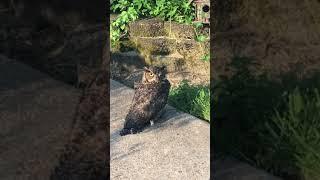 Injured owl vs cat