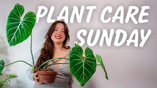 How I keep my 153+ Houseplant Collection in Shape