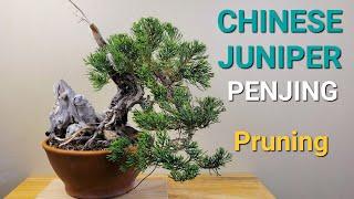 Prune and Clean Up Juniper Bonsai Penjing. Juniperus chinensis
