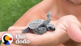 Family Comes Across Tiny Sea Turtle Eggs, See What Happens When They Hatch! | The Dodo