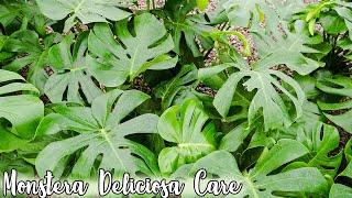 MONSTERA HOUSEPLANT CARE & GROWING TIPS/JoyUsGarden