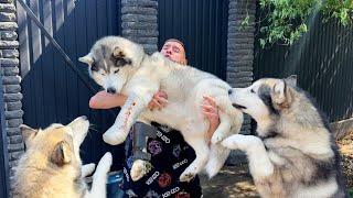 ГИПС У ХАСКИ РОККИ! Травма лапки у собаки