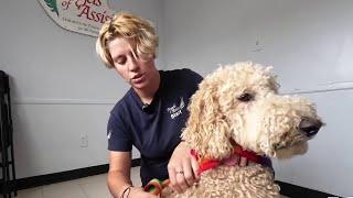 Tips to keep your pets safe from ticks